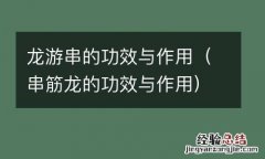 串筋龙的功效与作用 龙游串的功效与作用