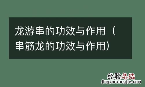 串筋龙的功效与作用 龙游串的功效与作用