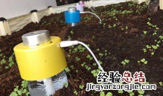 种菜籽怎么做 种菜籽怎么做好吃