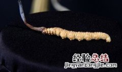 高中生吃虫草一次吃几根 虫草一次吃几根