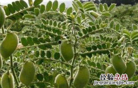 鹰嘴豆的田间管理 鹰嘴豆的田间管理与管理