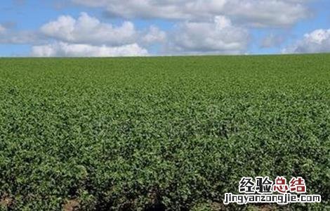 鹰嘴豆的田间管理 鹰嘴豆的田间管理与管理