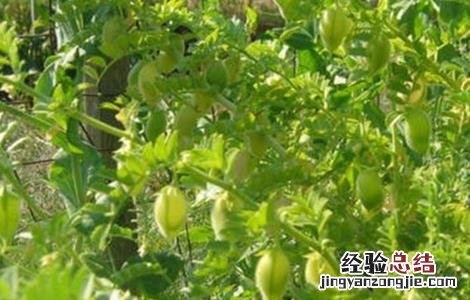 鹰嘴豆的田间管理 鹰嘴豆的田间管理与管理