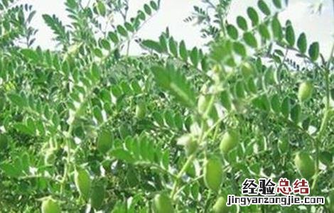 鹰嘴豆的田间管理 鹰嘴豆的田间管理与管理