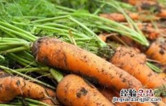 胡萝卜高产施肥技术