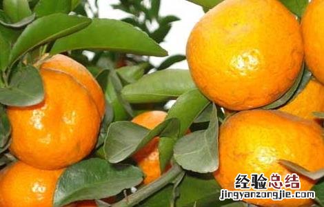 柑橘黄叶病防治技术 柑橘黄叶病防治技术研究