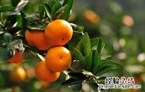 柑橘黄叶病防治技术 柑橘黄叶病防治技术研究