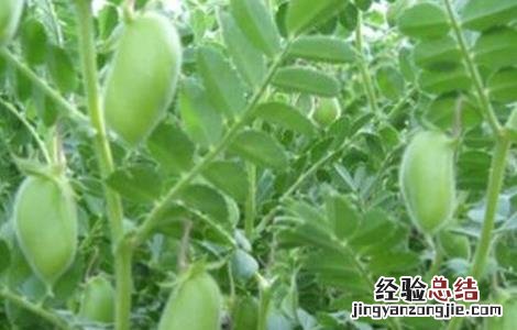 鹰嘴豆的栽培技术 鹰嘴豆的栽培技术与管理