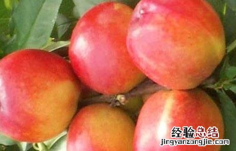 油桃栽培技术培训 油桃栽培技术