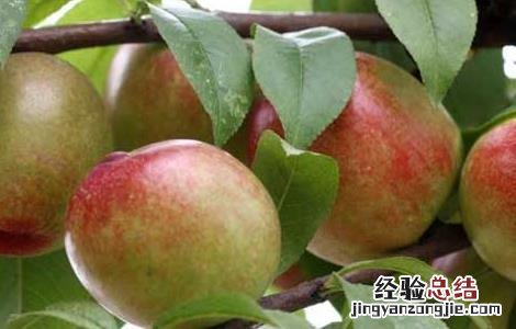油桃栽培技术培训 油桃栽培技术