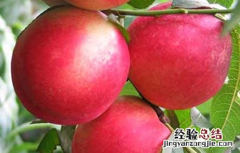 油桃栽培技术培训 油桃栽培技术