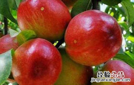 油桃栽培技术培训 油桃栽培技术