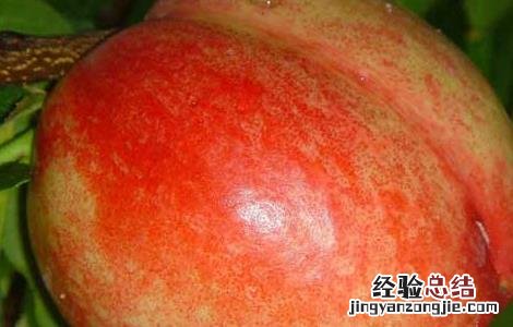 油桃栽培技术培训 油桃栽培技术