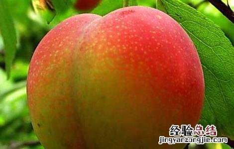 油桃栽培技术培训 油桃栽培技术