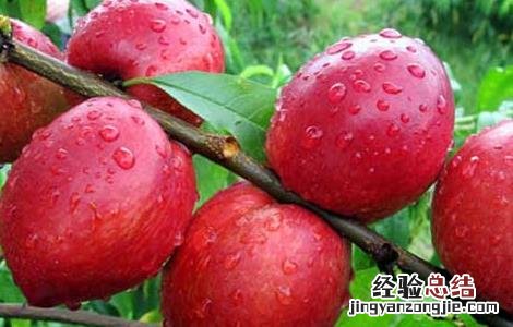 油桃栽培技术培训 油桃栽培技术