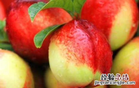 油桃栽培技术培训 油桃栽培技术