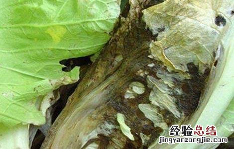 白菜腐烂是怎么回事 白菜腐烂的原因