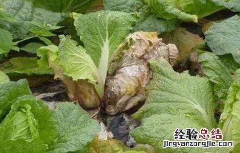 白菜腐烂是怎么回事 白菜腐烂的原因