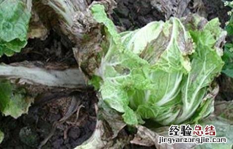 白菜腐烂是怎么回事 白菜腐烂的原因