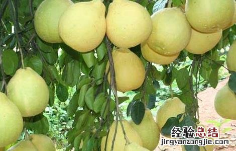 柚子树要种植几年才能结果 柚子树要种植几年才能结果呀