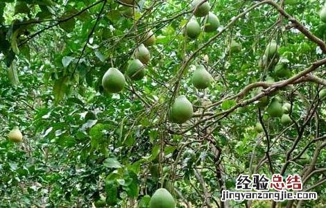 柚子树要种植几年才能结果 柚子树要种植几年才能结果呀