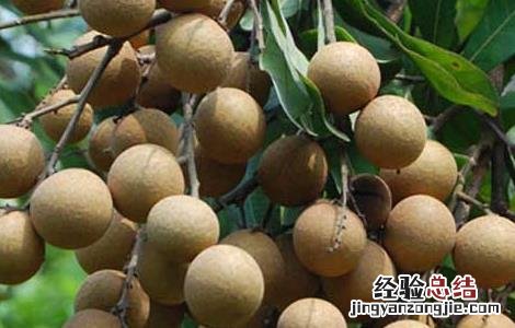 桂圆栽培技术 桂圆栽培技术要点