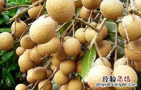 桂圆栽培技术 桂圆栽培技术要点