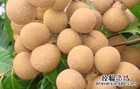 桂圆栽培技术 桂圆栽培技术要点