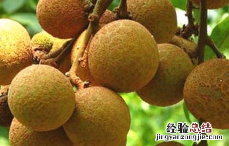 桂圆栽培技术 桂圆栽培技术要点