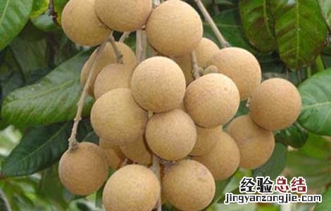 桂圆栽培技术 桂圆栽培技术要点