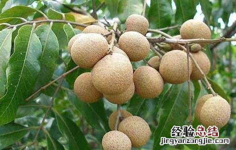 桂圆栽培技术 桂圆栽培技术要点