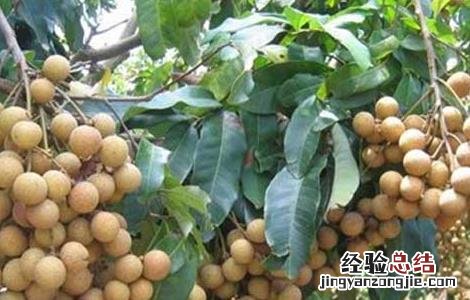 桂圆栽培技术 桂圆栽培技术要点