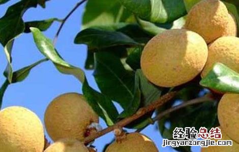 桂圆栽培技术 桂圆栽培技术要点