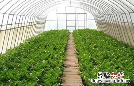 春季蔬菜种植三要点是指什么 春季蔬菜种植三要点