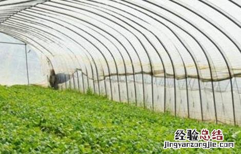 春季蔬菜种植三要点是指什么 春季蔬菜种植三要点