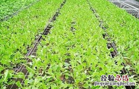 春季蔬菜种植三要点是指什么 春季蔬菜种植三要点