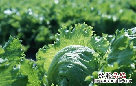 春季种植蔬菜注意事项 秋季蔬菜种植注意事项