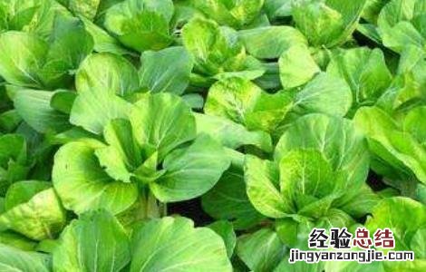 春季种植蔬菜注意事项 秋季蔬菜种植注意事项