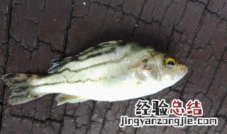 七星鱼怎么钓法 七星鱼怎么钓