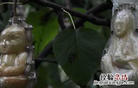 人参果的栽培技术及视频指导教程 人参果的栽培技术及视频指导