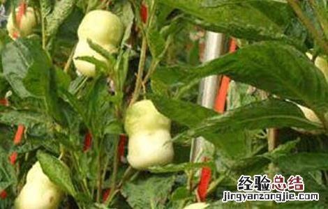 人参果的栽培技术及视频指导教程 人参果的栽培技术及视频指导