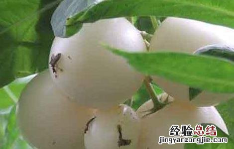 人参果的栽培技术及视频指导教程 人参果的栽培技术及视频指导