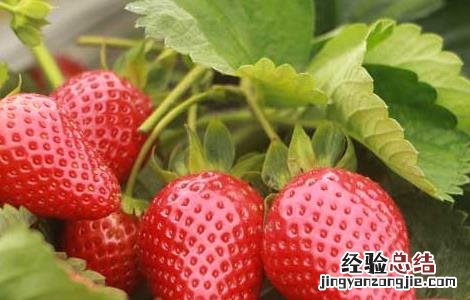 阳台盆栽草莓的种植方法 盆栽草莓的种植方法