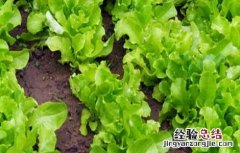生菜露地栽培技术要点 露地种植生菜的技术