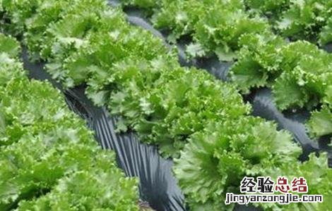 生菜露地栽培技术要点 露地种植生菜的技术