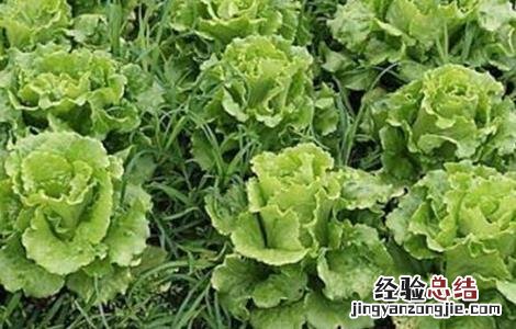 生菜露地栽培技术要点 露地种植生菜的技术