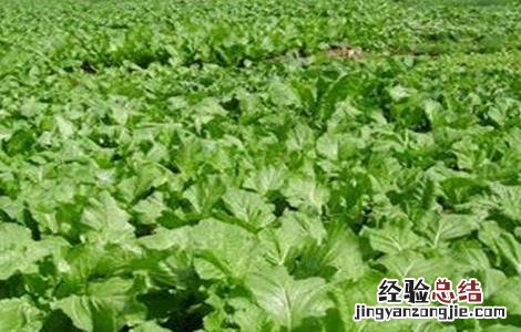 生菜露地栽培技术要点 露地种植生菜的技术