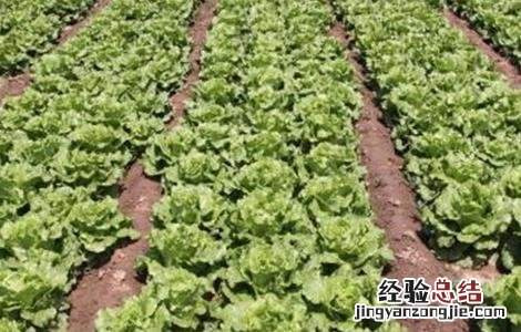 生菜科学施肥技术 生菜科学施肥技术研究