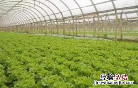 生菜科学施肥技术 生菜科学施肥技术研究