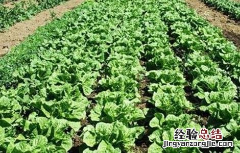 生菜科学施肥技术 生菜科学施肥技术研究